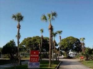 Hurricane Cut Palms