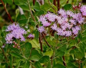 Clusters of small pink flowers with prominent stamens on green shrubs.