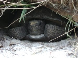 A snake coiled in a dark, narrow space, partially obscured by surrounding grass and leaves.
